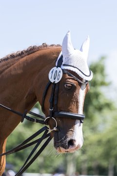Bild 312 - Pony Akademie Turnier